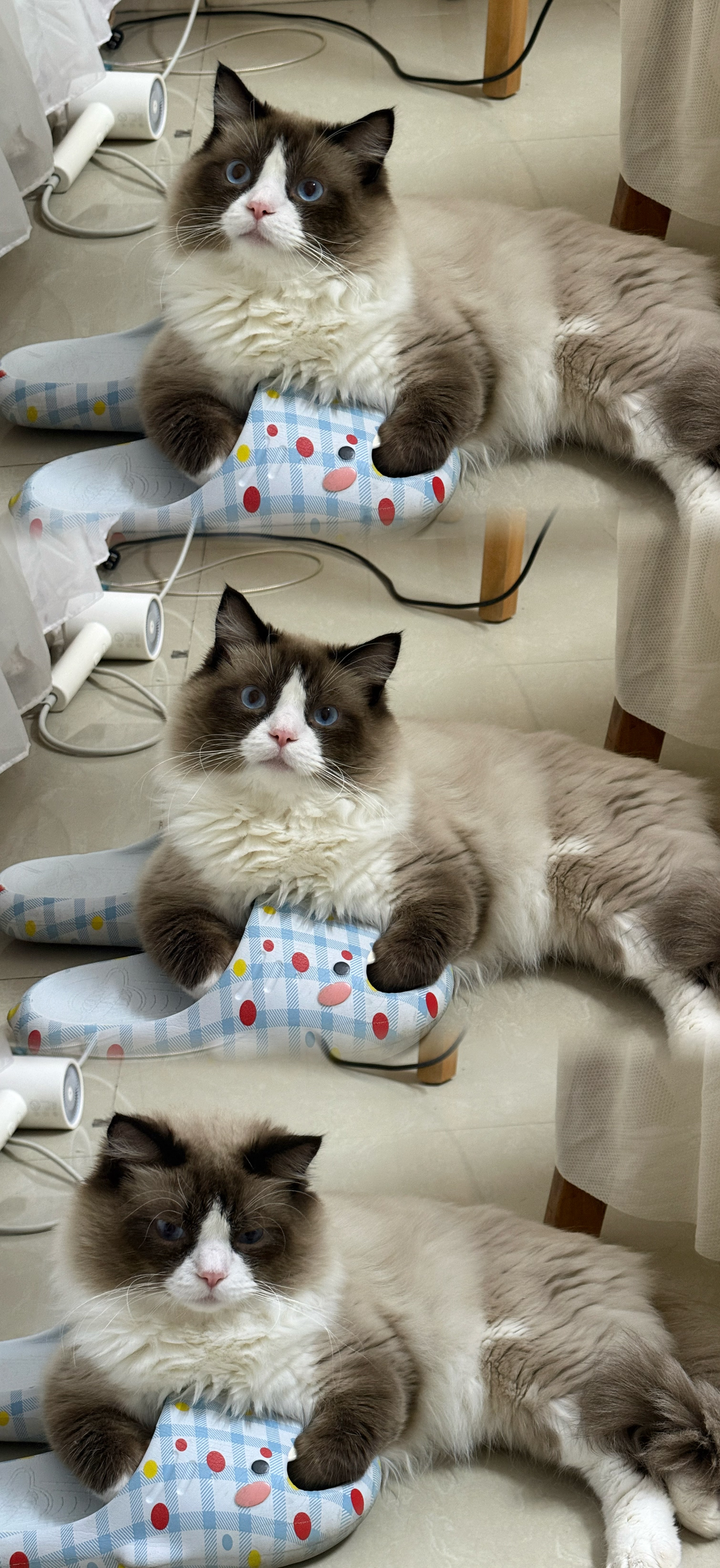 皇家猫粮 幼猫猫粮 幼猫奶糕 K36 通用粮 4-12月 2KG 实拍图