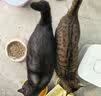 麦富迪猫粮 冻干鲜粮高蛋白成幼猫粮美毛亮毛 三文鱼鸡肉5.4kg 实拍图