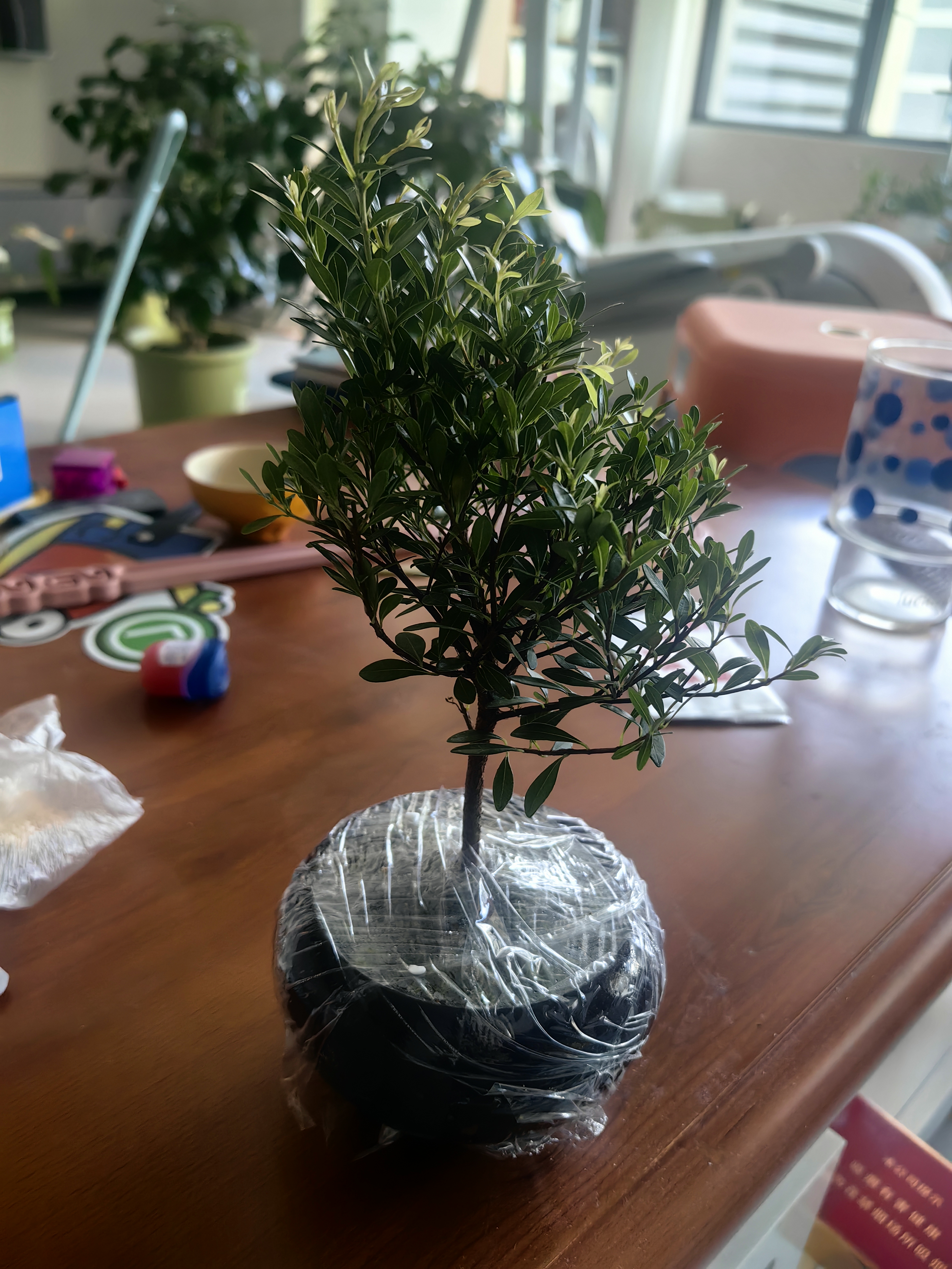 八芽 小叶赤楠盆景摆件室内绿植花卉盆栽老桩客厅办公室桌面好养植物 （【热销款】舍得紫砂盆赤楠+苔藓+底座） 实拍图