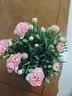 带花苞发货 · 康乃馨盆栽 · 阳台室内花卉盆栽办公室鲜花绿植 粉色康乃馨【超多花苞】 实拍图