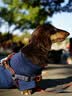 欢宠网宠物狗狗衣服猫咪猫小狗小猫泰迪比熊猫猫小型犬幼犬冬季保暖服饰 实拍图