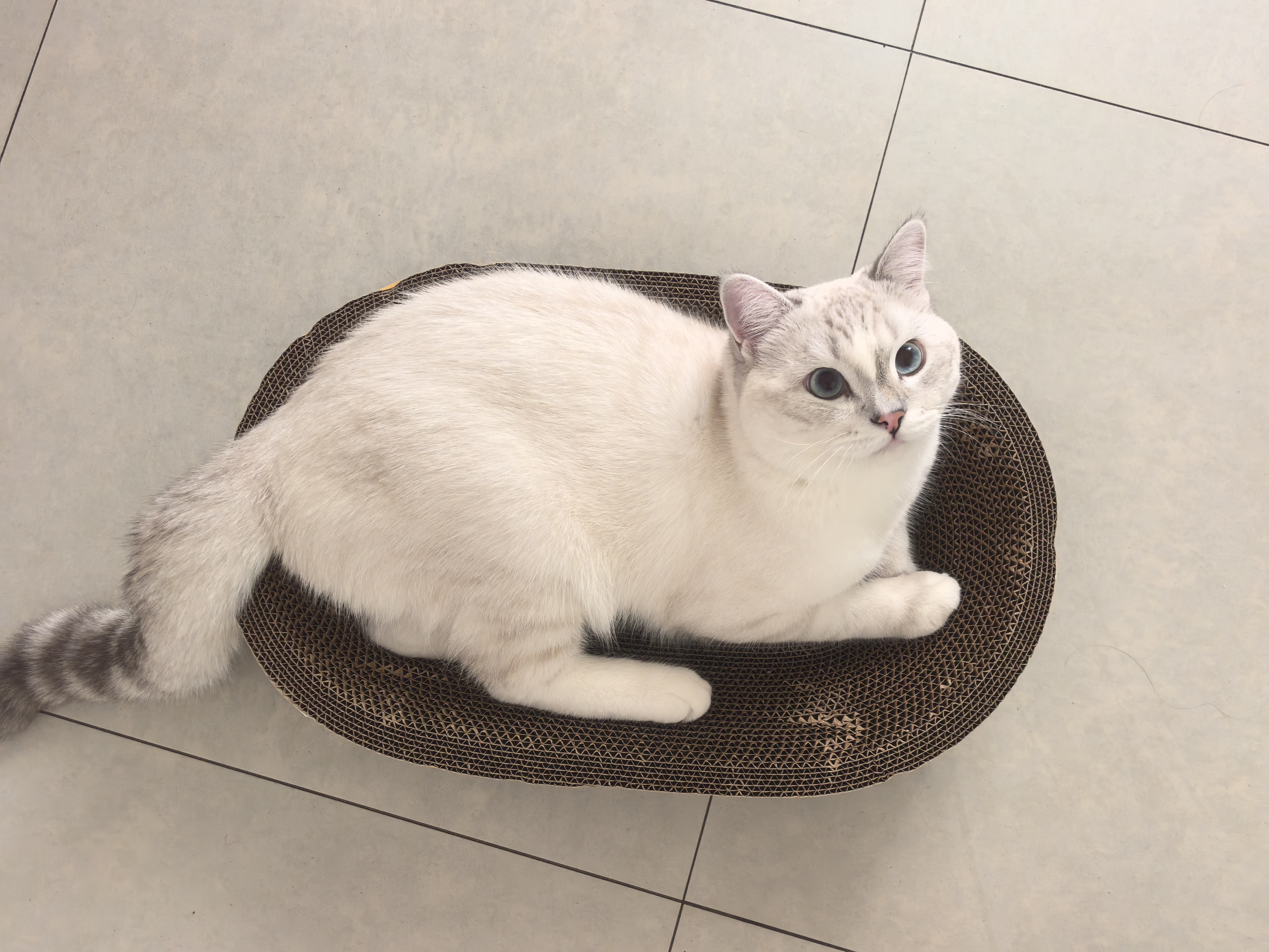 麦富迪猫粮barf霸弗天然猫粮冻干奶糕幼猫粮高蛋白温和养护肠胃鸡肉100g 实拍图