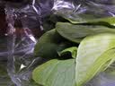 上海青约500g(油菜) 实拍图