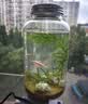 哈洁宝微景观生物生态瓶观赏小鱼diy科学作业免换水造景材料活动礼物 水星瓶黄金砂（小鱼款） 实拍图