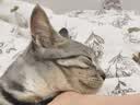 好主人（CARE）金装好主人猫粮无谷猫粮全价成猫通用80%含肉量10kg【宠物金选】 实拍图