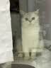 自然光环Halo猫粮成猫【新品】纯鲜肉增肥美毛护肤成猫粮鸡肉味试吃装50g 实拍图