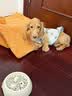 皇家狗粮幼犬奶糕幼犬狗粮宠物小型犬MIS30全价犬粮 ≤2月1KG 实拍图