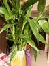 花翁带根富贵竹水培植物客厅招财旺宅花卉绿植盆栽竹子文昌竹源头直发 实拍图