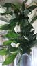年宵花【热销款】白掌一帆风顺盆栽水培植物绿植过年装饰摆件年货 【店主推荐】特级白掌6-8株带花+早安盆+营养液 实拍图