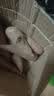 现挖沙地蜜薯红薯新鲜农家糖心番薯烤地瓜软糯批发黄心包邮 沙地蜜薯2斤装中小果 含箱 实拍图