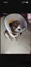 憨憨乐园伊丽莎白圈宠物耻辱圈狗狗猫咪猫头套项圈宠物脖套防咬圈用品2号 实拍图