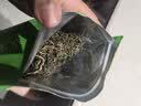 福茗源花草茶 蒲公英茶 特级品质蒲公英根叶炒制长白山婆婆丁泡水喝250g 实拍图