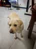 皇家狗粮 拉布拉多成犬狗粮 宠物大型犬 LR30 全价犬粮 ≥15月 12KG 实拍图
