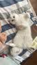 皇家猫粮 幼猫猫粮 幼猫奶糕 K36 通用粮 4-12月 10KG 实拍图