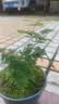 文竹盆栽绿植花卉盆景植物室内客厅水培文松云竹文竹大苗四季常青 小文竹【1颗】原盆原土球发货 高度15-25cm 实拍图