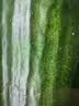 【水果菜】荷兰水果黄瓜约400g 实拍图