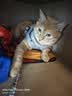 欢宠网猫咪牵引绳猫绳宠物防挣脱可调松紧背心式专用溜遛猫绳子外出用品 实拍图