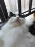 FARMINA PET FOODS法米娜猫粮鲱鱼甜橙成猫粮1.5kg意大利进口 实拍图
