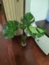 花翁龟背竹水培植物室内盆栽客厅办公室桌面绿植花卉水养绿植源头直发 实拍图