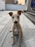 皇家狗粮 成犬狗粮 犬粮 宠物 中型犬 M25 全价犬粮 ≥12月 4KG 实拍图
