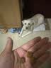 红狗 犬维生素软颗粒6g尝鲜装狗狗维生素犬用维生素宠物8合1配方 实拍图