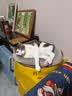 皇家猫粮 成猫猫粮 营养均衡 F32 通用粮 1-7岁 2KG 实拍图