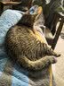 多特思羊奶鸡肉猫零食罐头6罐成猫幼猫通用肠胃友好猫湿粮鸡丝撞奶 实拍图