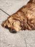 疯狂小狗狗粮幼犬成犬全价粮10kg 金毛泰迪中大型小型通用鸭肉梨20斤 实拍图