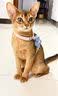 WEYES冻干7拼混合桶500g宠物猫狗零食冻干鸡肉鸡胸肉鸭肉粒营养补充 实拍图