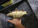 光威（GW） 鱼竿赤刃五六代台钓竿超轻超硬碳素钓鱼竿垂钓钓具用品调手竿 5.4m 赤刃六代 实拍图