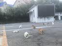 普安特宠物狗狗驱虫药犬体内外同驱跳蚤犬虱非泼罗尼爱滴克+内驱 实拍图