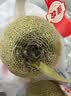 佳农 网纹蜜瓜【牛三】2粒装净重5-7斤单果2斤起 水果礼盒源头直发 实拍图