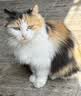 美滋元成猫猫粮 三文鱼味成猫粮全猫咪通用天然粮全价猫粮 三文鱼 成猫粮5kg 实拍图