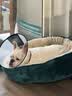 皇家狗粮 斗牛犬成犬狗粮 犬粮 宠物中型犬 FBA26 全价犬粮 ≥12月3KG 实拍图
