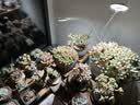 三思植物补光灯仿太阳全光谱 全光谱植物灯 盆栽花卉-双头一体 实拍图
