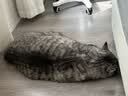 卫仕每日营养猫干粮膳食莓果力全价全阶段鲜肉猫粮50g 实拍图