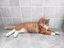 皇家猫粮 幼猫猫粮 幼猫专用 K36 通用粮 4-12月 400g 实拍图