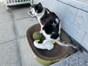 萌爪乐猫玩具猫咪逗猫棒猫薄荷磨牙棒自嗨解闷神器磨牙猫猫小猫幼猫宠物 实拍图
