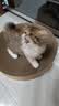 pidan猫抓板 圆形款 瓦楞纸猫窝耐磨猫玩具 实拍图