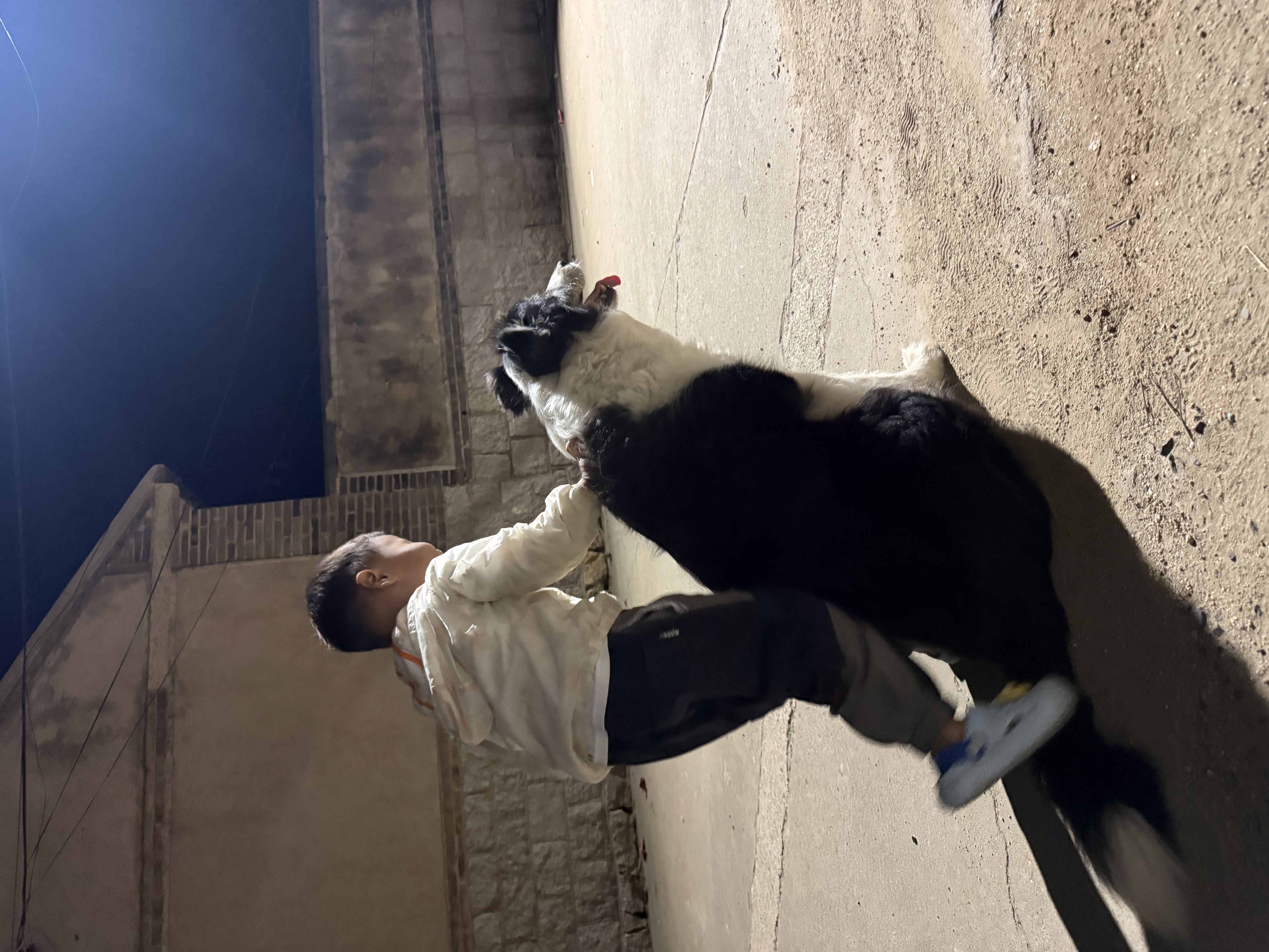 伯纳天纯经典系列中老年犬中大型犬粮鸡肉+燕麦苹果阿拉斯加金毛15kg/30斤 实拍图