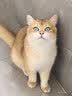皇家猫粮 幼猫猫粮 幼猫奶糕 K36 通用粮 4-12月 2KG【宠物金选】 实拍图