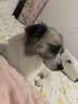 冠能狗粮消化舒适成犬狗粮全价7kg 天然益生元配方 改善肠胃敏感 实拍图