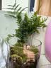 八芽趣味鲜活苔藓微型景观创意室内桌面生态绿植盆栽盆景懒人好养植物 山野人家A款-礼盒定制款 带玻璃杯 实拍图