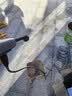 慧多多洗车机洗车用高压喷水枪家用神器全套清冲洗院子无线锂电池刷车泵 实拍图