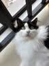 FARMINA PET FOODS法米娜猫粮鲱鱼甜橙成猫粮1.5kg意大利进口 实拍图