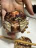 【活蟹】阳澄逍遥大闸蟹鲜活螃蟹全母蟹2.3-2.6两8只现货湖河蟹水产海鲜礼盒次日达 实拍图