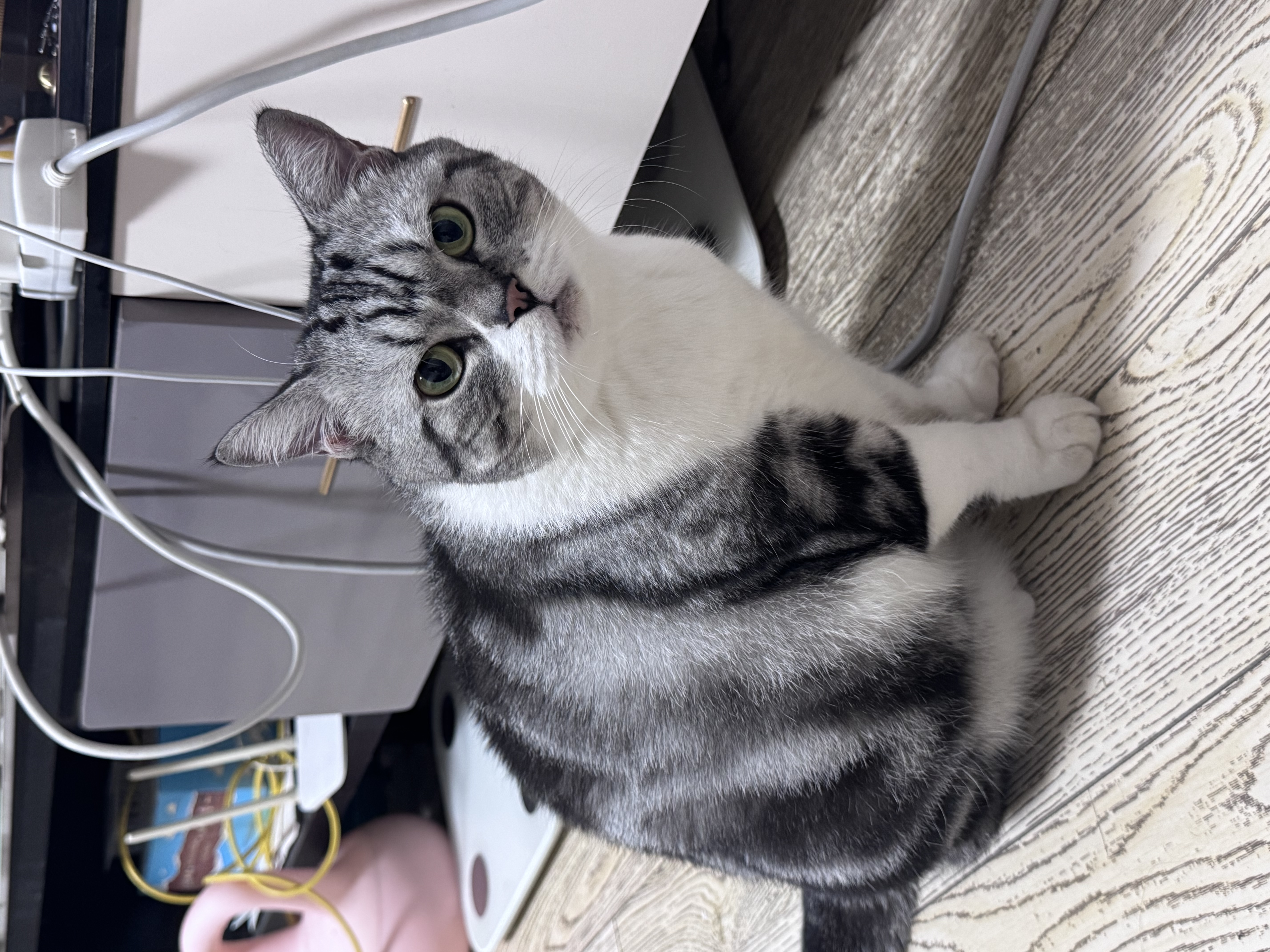 冠能猫粮成猫猫粮鸡肉味3.5kg 全价猫粮 稳固免疫 适口性强 实拍图