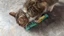 欢宠网猫咪驱虫项圈狗狗猫宠物狗猫圈除跳蚤猫猫幼猫小猫小狗体外去跳蚤 实拍图