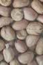 现剥新白沙花生米五谷杂粮粒大米新货花生粉皮大粒花生米无壳 500g 净重1袋 精选白沙大粒 实拍图