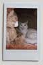 INSTAX富士instax立拍立得 mini相纸 白边双包20张(适用miniSE/11/12/40/90/LiPlay/EVO/Link3) 实拍图